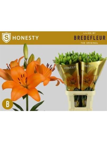 LI LA HONESTY 95CM