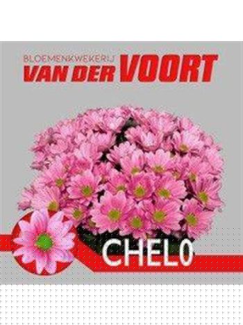 CHR T CHELO