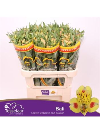 ALSTR BALI