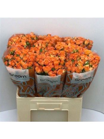 R TR 4 GOOD PEACH+ 60CM - %