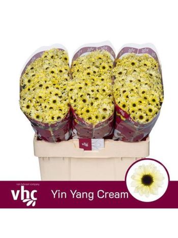 CHR SAN YIN YANG CREAM - %