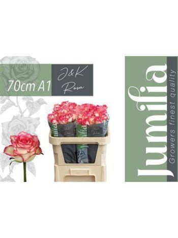 R GR JUMILIA 70CM