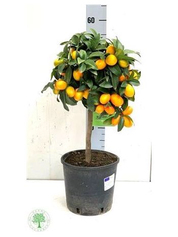 CITRUS KUMQAT