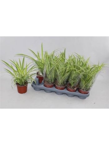 CHLOR COMOSUM