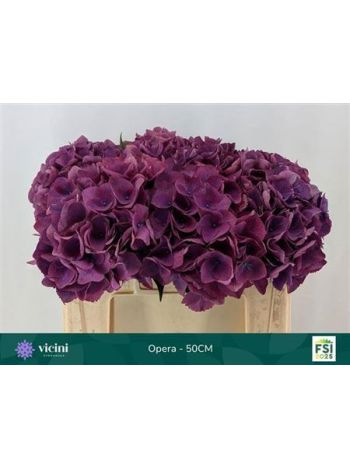 HYDR M ROY OPERA 50CM - %