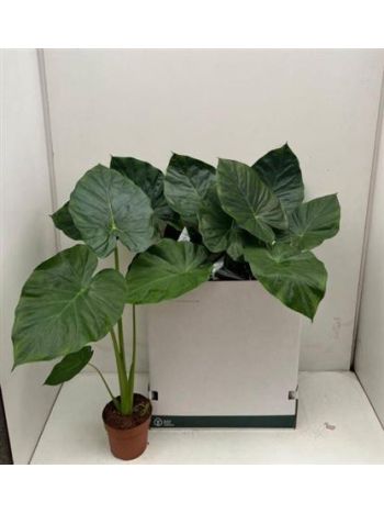 ALOC MACRORRHIZOS