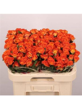 R TR ARIYA 60CM