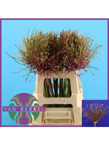 ALLIUM SCHUBERTII 60CM