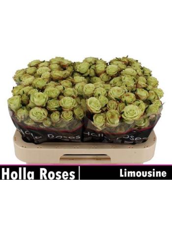 R TR LIMOUSINE 60CM