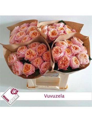 R GR4 VUVUZELA - %
