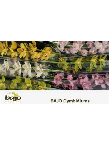 CYMB T *6 GEM 70CM