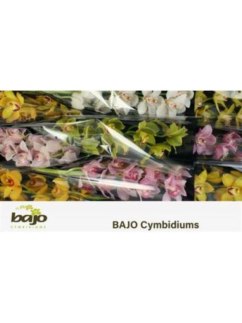 CYMB T *9 GEM 60CM