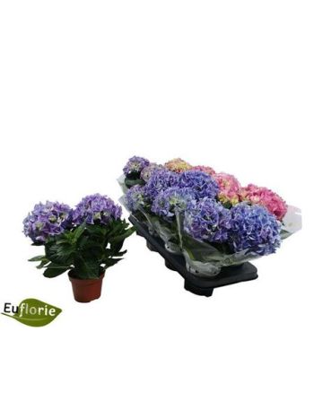 HYDR M 2+ PINK BLUE