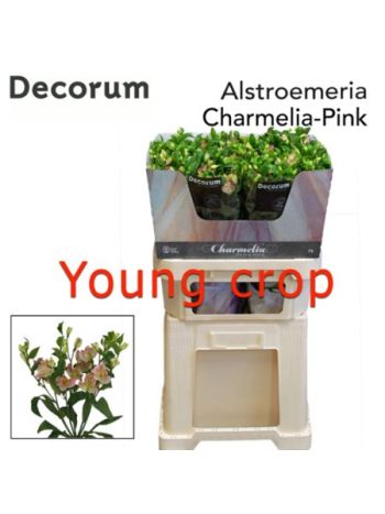 ALSTR FL CHARMELIA