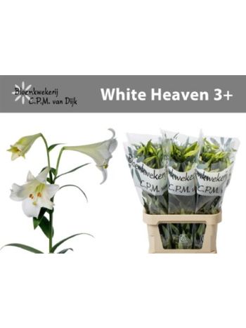 LI LF WHITE HEAVEN 85CM