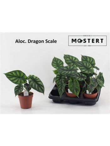 ALOC DRAGON SCALE