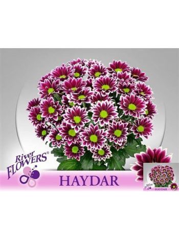 CHR T HAYDAR
