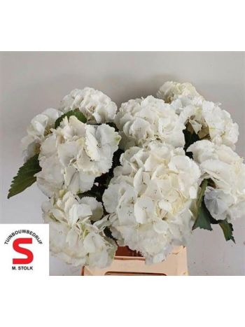 HYDR M SCHNEEBALL 60CM