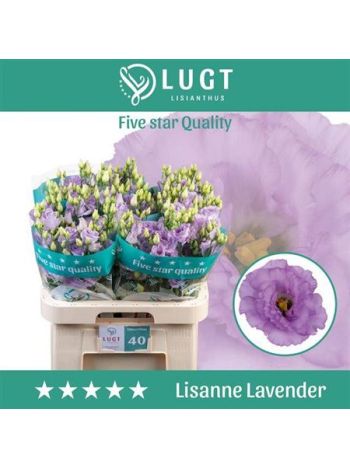 EUS G LISANNE LAVEND