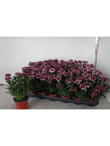 DIAN OSCA DRW BORDER