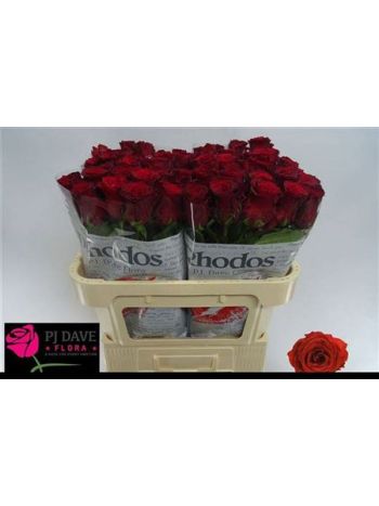 R GR RHODOS 70CM - %