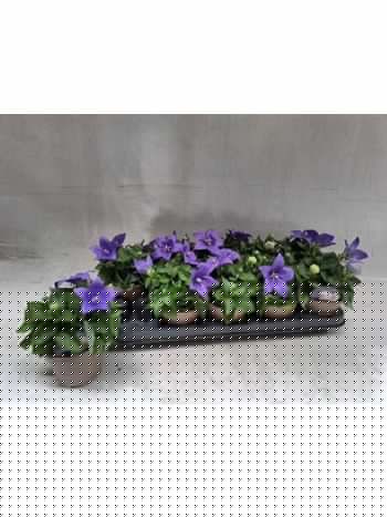PLATYCO GR ASTRA BLU
