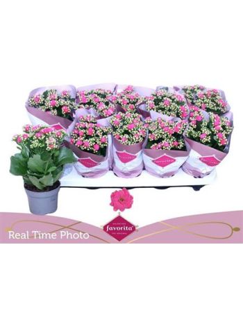 KAL ROSALIE PERFECTA PINK