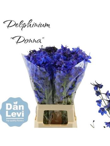 DELPH EN DONNA