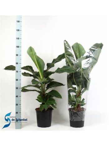 MUSA DWARF CAVENDISH