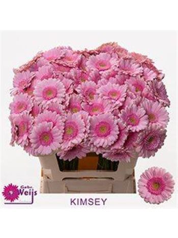 GE MI KIMSEY