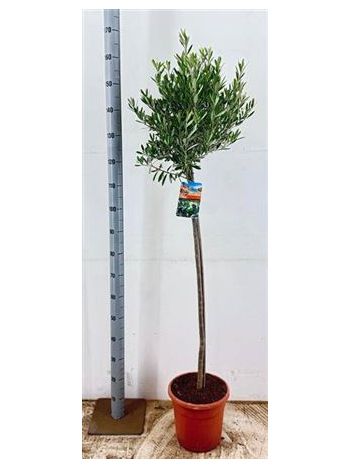 OLEA EUROPAEA
