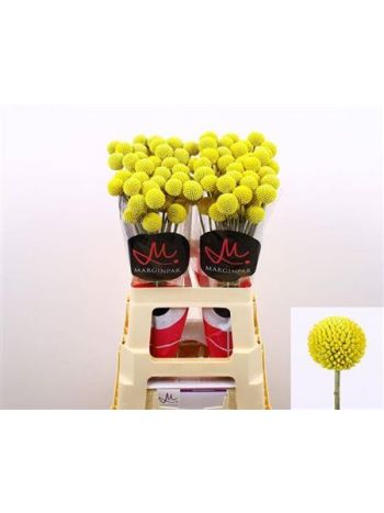 CRAS PAINTBALL POP 60CM
