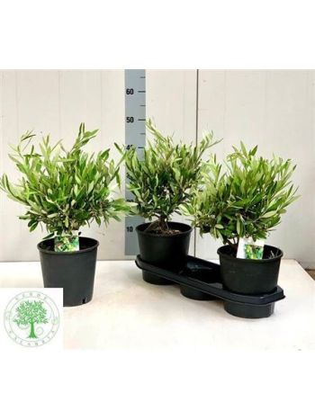 OLEA EUROPAEA BOKOR