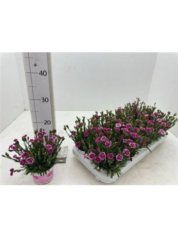 DIANTHUS PINK KISSES