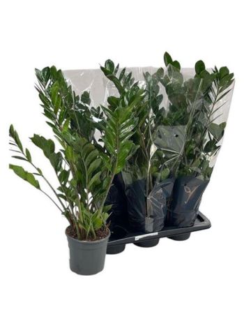 ZAMIO ZAMIIFOLIA