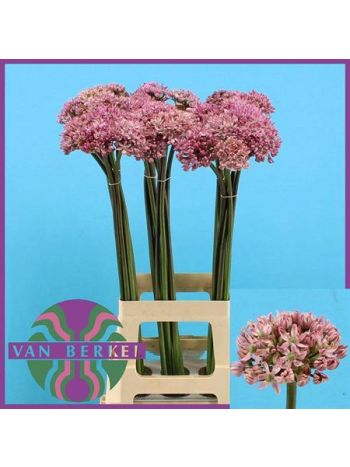 ALLIUM  PINK JEWEL 80CM