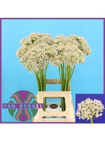 ALLIUM NIGRUM 70CM