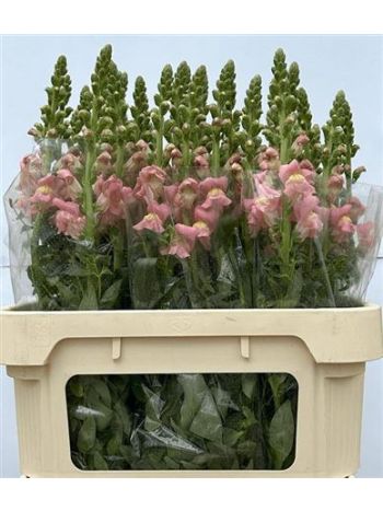 ANTIR ANTIBES PINK