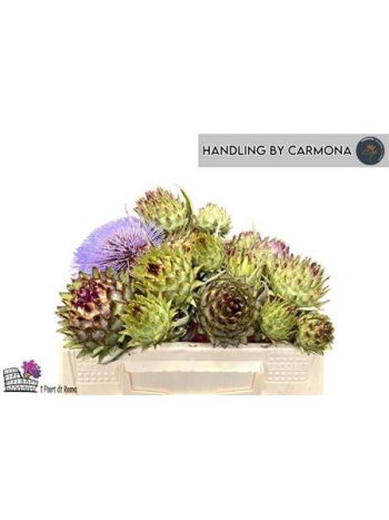 CYNARA CARDUNCULUS