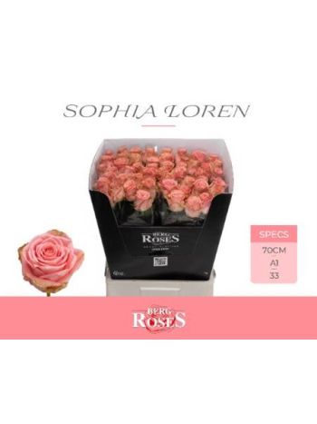 R GR SOPHIA LOREN 70CM
