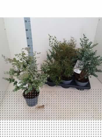 EUCALYPTUS