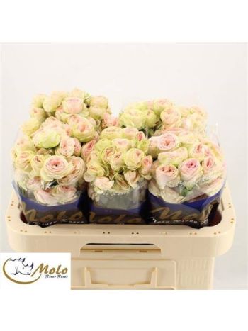 R TR SWEET GISELLE! 60CM