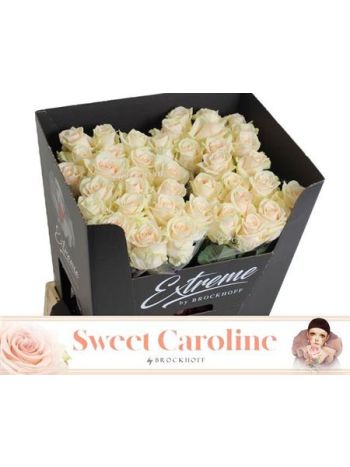 R GR SWEET CAROLINE 70CM