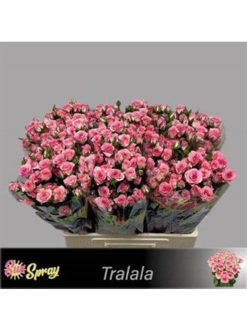 R TR TRALALA 60CM