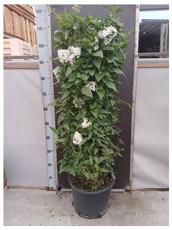 SOLANUM JASMINOIDES