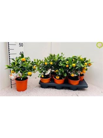 CITR MICROCARPA CALAMONDINE