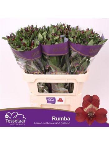 ALSTR RUMBA