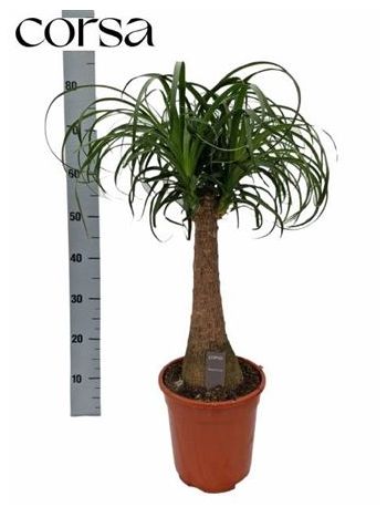 NOLINA BEAUCARNEA RECUR