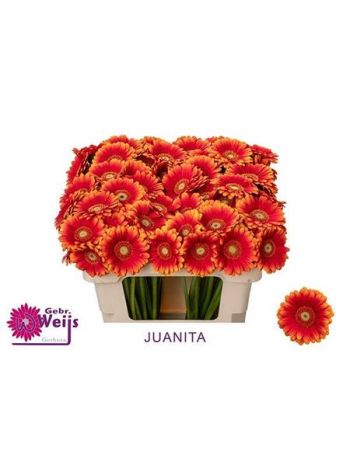 GE MI JUANITA