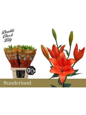 LI LA SUNDERLAND 95CM